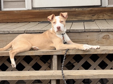 American Pit Bull Terrier – Friendly Full breed Pitbull – Cleveland