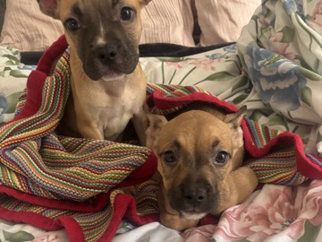 Mixed Breed – 2 beautiful pups looking for there forever home – London