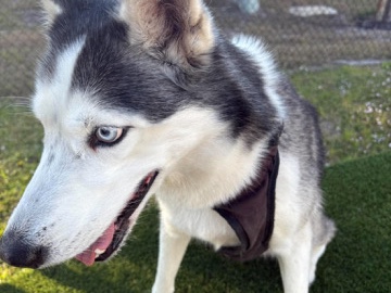 Siberian Husky – Siberian husky – East Lake