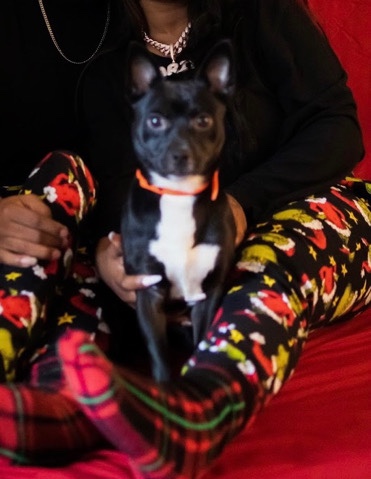 Chihuahua – Chihuahua Mix
