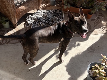 American Staffordshire Terrier – Help our Foster find a home! – Stockton