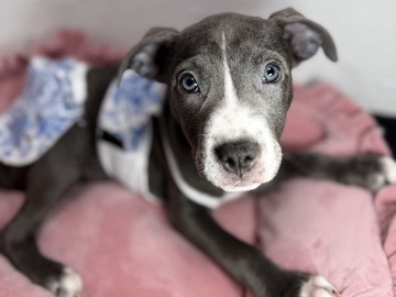 American Pit Bull Terrier β Purebred Blue Eyed Pitbull Puppies β Miami
