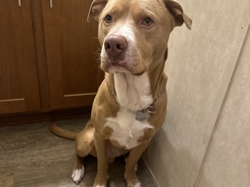 Labrador Retriever – desil needs a home – Elkton