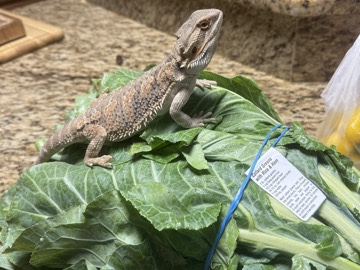 bearded dragon for sell