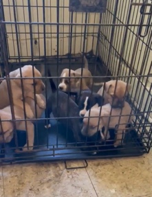 Pocket Bullies