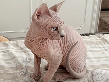 Sphynx – Blue-Eyed Cream/Lilac Sphynx Girl | TICA Registered | Fully Vaccinated – Boston