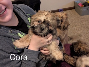Shih Tzu – shih tzu – Overland Park