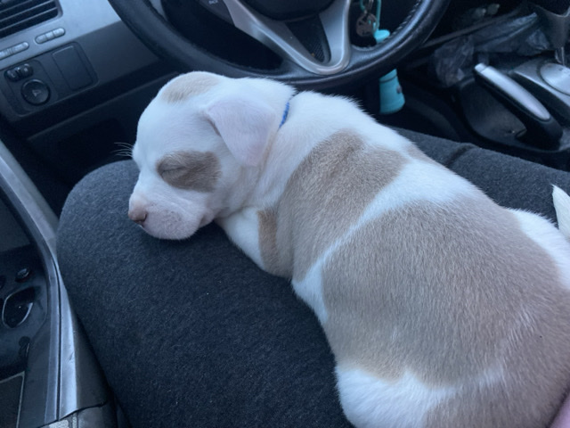 American Pit Bull Terrier – Puppy Pi Bull – Saint Clair