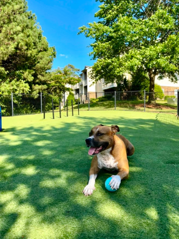 Staffordshire Bull Terrier – Meet Meeko
