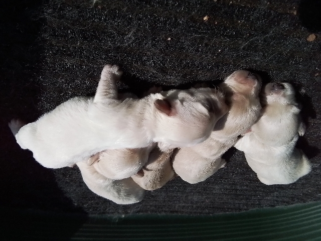Maltipoo - Maltipoo puppies! available for adoption in Fažana