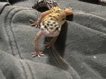 leopard geckos 