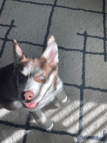 Siberian Husky – Siberian Husky Pup