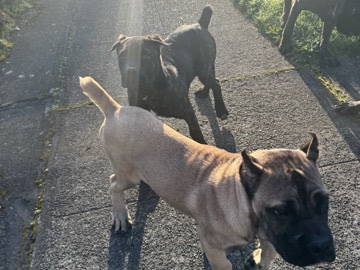 Cane Corso β Cane Corso β Beaverton