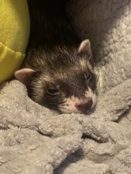 ferret – Ferret for Sale