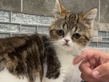  Exotic short hair cat 