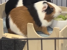 Looking for a Loving Home – ASAP