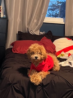mini golden doodle!
