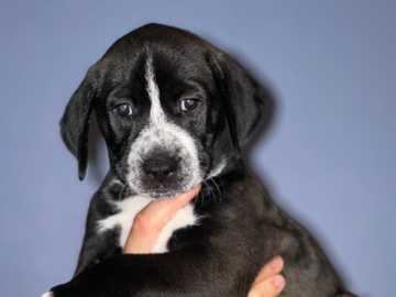 Dalmatian – Dalmatian / Husky puppies – Renton