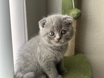 Scottish Fold – Scottish fold kittens – Tempe