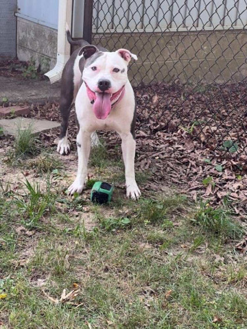 American Pit Bull Terrier – friendly dog
