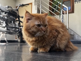 Persian (Modern) - Persian Male cat available for adoption in Ludhiana