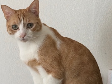 Female orange cat – Los Angeles