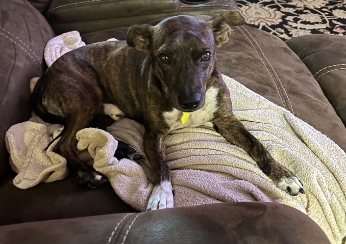 Terrier mix needing a new forever home
