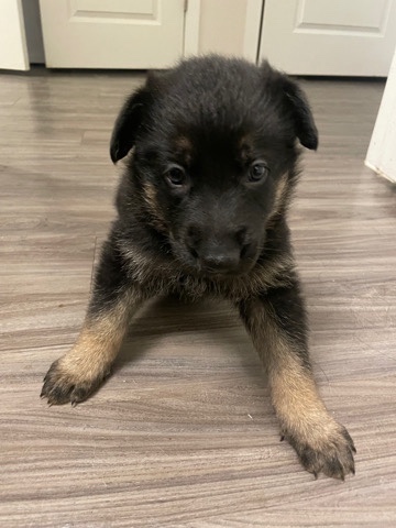 German Shepherd – German Shepherd Puppers