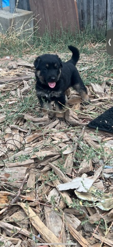 German Shepherd – dogs