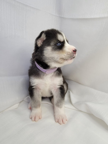 Siberian Husky – Siberian Husky