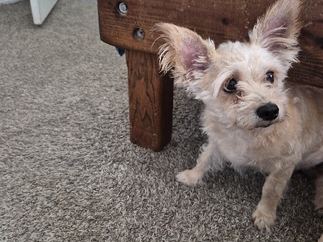 Cairn Terrier – sweetest corgi terrier mix – San Antonio