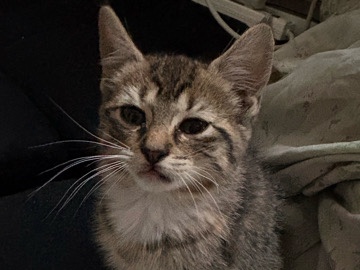 Kitten in need of Rehoming – Philadelphia