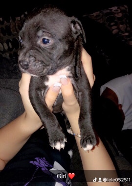 American Pit Bull Terrier – pitbull puppies harrisburg Pennsylvania area