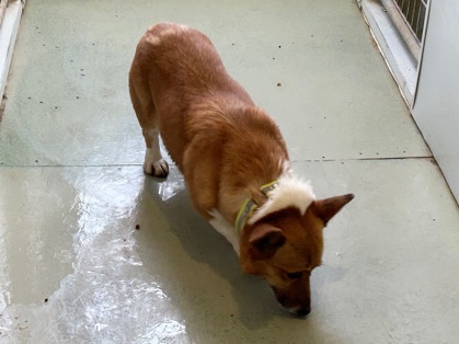 Pembroke Welsh Corgi – Pembroke Welsh Corgi