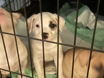 American Pit Bull Terrier – American bully – Culpeper