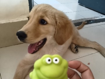 Golden Retriever – Friendly 4-Month-Old Golden Retriever Puppy – New Delhi – New Delhi