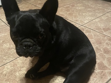 French Bulldog – 11-Month-Old Female French Bulldog – Looking for a Loving Home – Compton