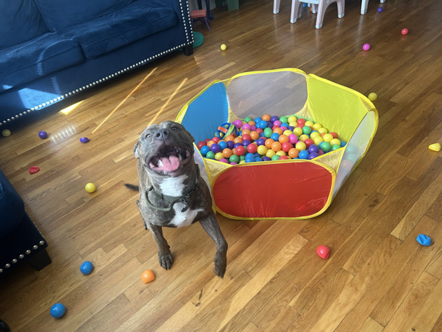 American Pit Bull Terrier – Anakin – Bayonne