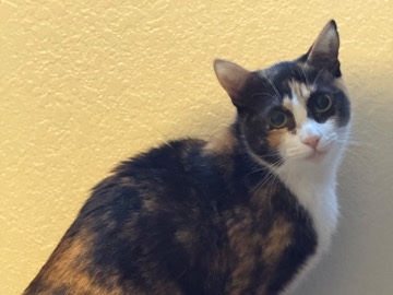Help Rehome Poison Ivy – Tucson