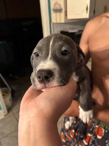 American Pit Bull Terrier – bluenose puppy