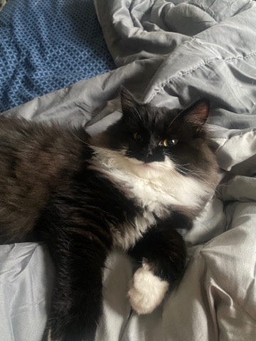 Male Himalayan Cat