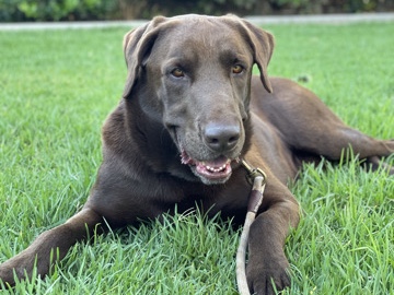 Labrador Retriever - rehoming  available for adoption in Riverside