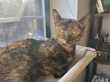 American Shorthair – Sweet Rescued Cat Looking for a Loving Forever Home in NYC – New York