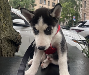 Siberian Husky – Siberian Husky