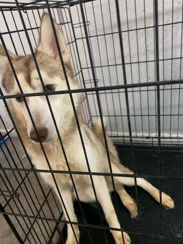 Siberian Husky – Siberian Husky