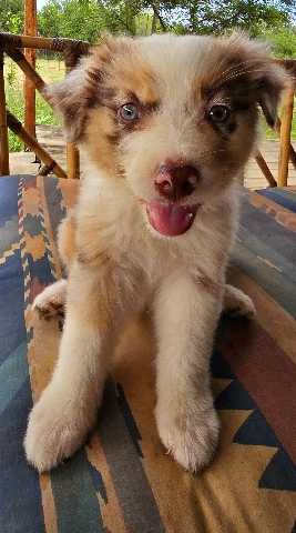 Australian Shepherd – AKC Australian Shepherd Puppies Red-Merle Female