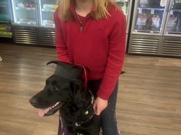 Labrador Retriever – Onyx the loyal lab – Hamilton