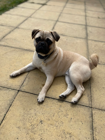 Pug – pug