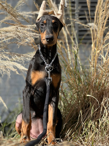 Doberman Pinscher – Doberman