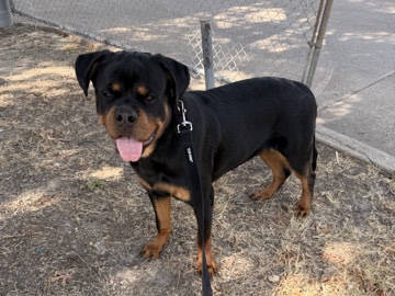 Rottweiler – 8 month ol Rottweiler puppy – Dallas
